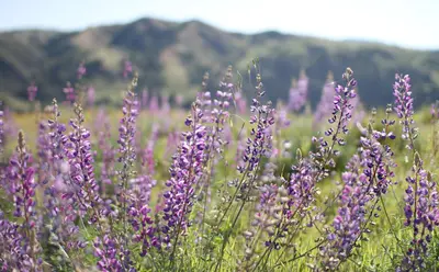 Lupines in Sunol