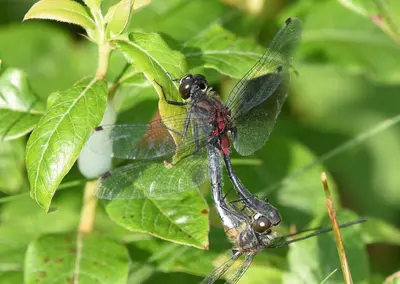 Leucorrhinia glacialis 300443540