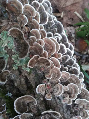 Trametes versicolor 225700191