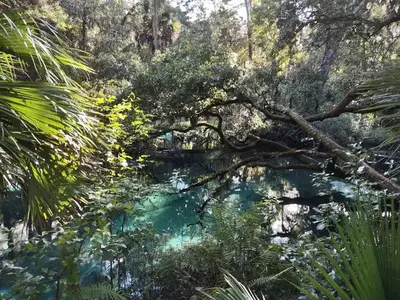 Natural Florida
