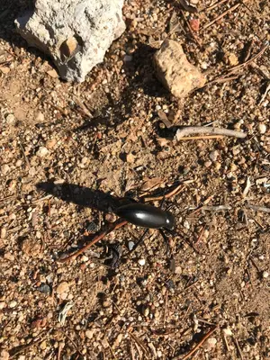 Eleodes gigantea - inat 26754419