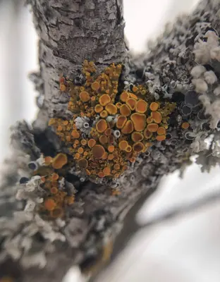 Xanthomendoza hasseana 61612218
