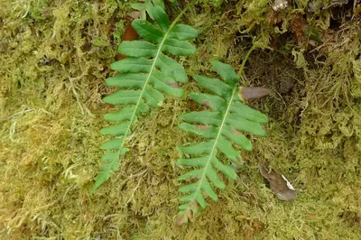 Licoricerootfern1