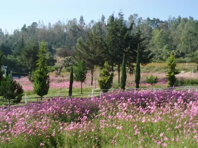 Paraje Xolo Vestido de violeta. - panoramio