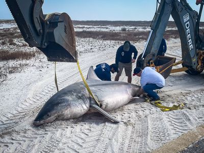 White shark beached Florida