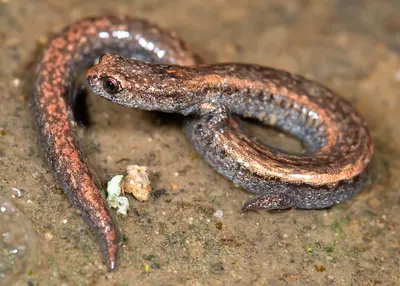 Batrachoseps nigriventris (Black-bellied Slender Salamander)