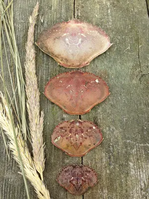 Pacific Beach Treasures 2013