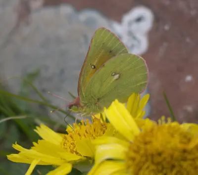 Colias meadii P1230589a