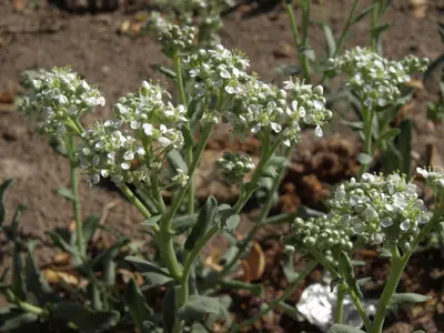 Hairy whitetop, Cardaria pubescens (=Lepidium appelianum) (16313783513)