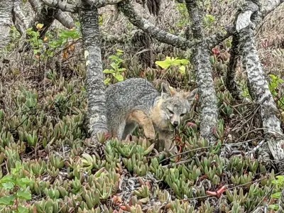 Urocyon littoralis littoralis - Aaron Kreisberg - 154926256