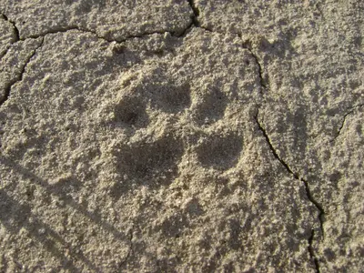 Urocyon littoralis littoralis track