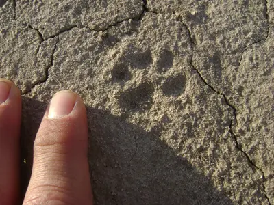Urocyon littoralis littoralis track with hand