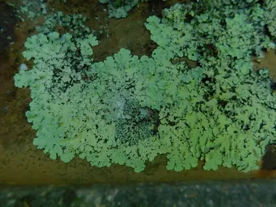 Flavoparmelia caperata 76643203