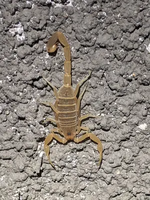 Centruroides vittatus 139351137