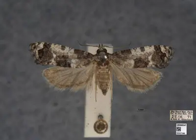 Rudenia leguminana of Big Bend National Park