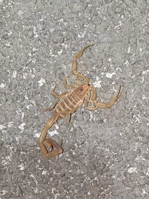 Centruroides vittatus 141029079