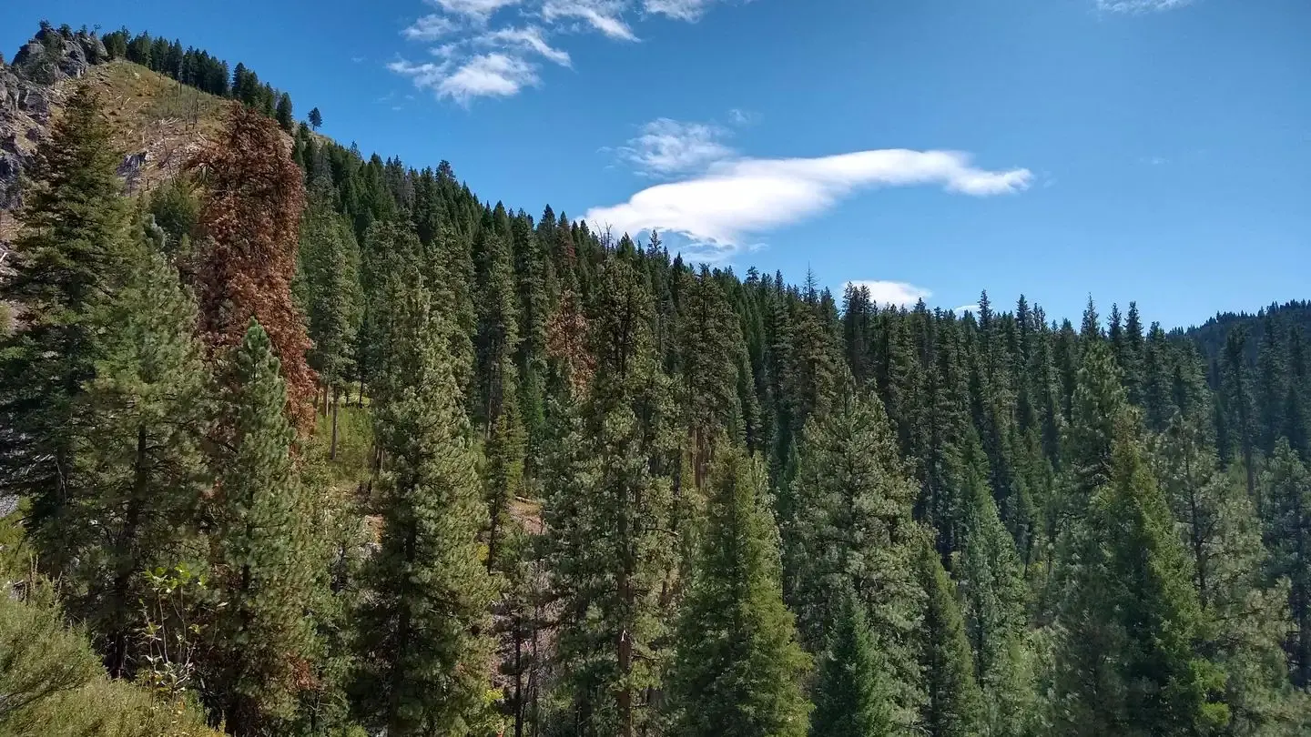 Thick evergreens under a bright blue sky.