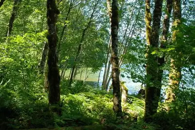 Cove creek