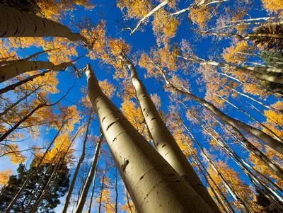 Santa Fe National Forest