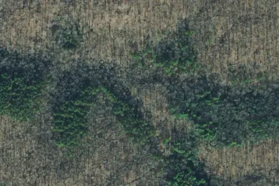 Woodland Shelter