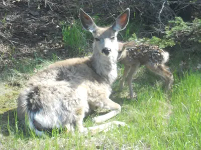 New Baby Deer (6897355526)