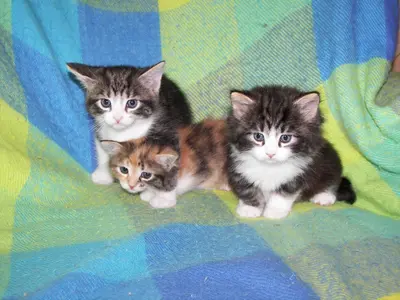 Karyn's Kittens - panoramio