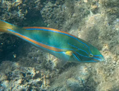 Stethojulis balteata 470380358