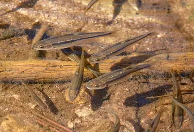 Agosia chrysogaster