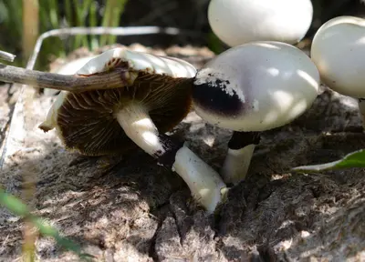 Protostropharia semiglobata 44752449