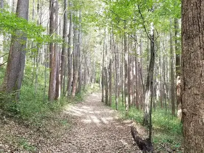 Uphill wooded trail