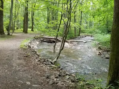 Mountain stream flows near backcountry campground.
