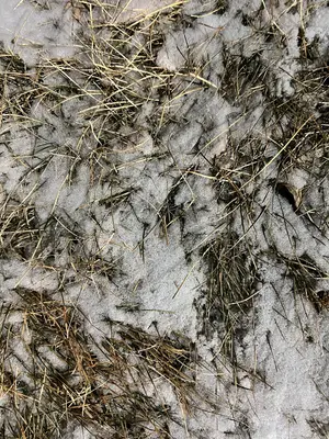 Snowy grass at Apple Creek Rest Area near Bismarck, North Dakota
