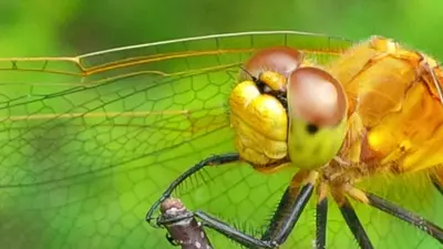 Gold Meadow Hawk Dragonfly