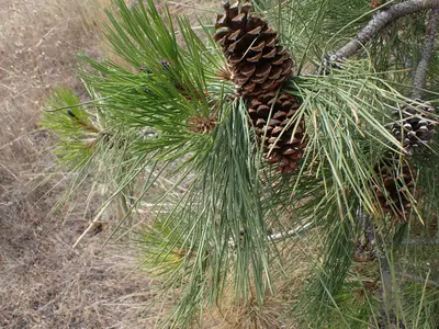 Pinus ponderosa subsp ponderosa, Thompson-Nicola, BC, Canada 8