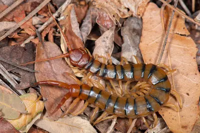 Common Desert Centipede (Scolopendra polymorpha)