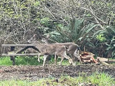 MacKerricher State Park - April 2023 - Sarah Stierch 03