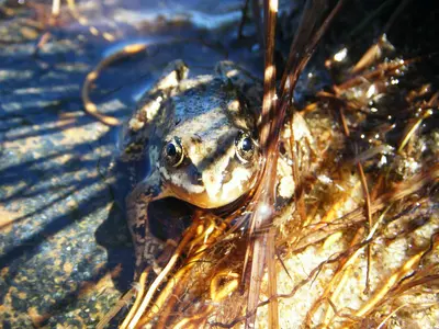 Frog Front Water