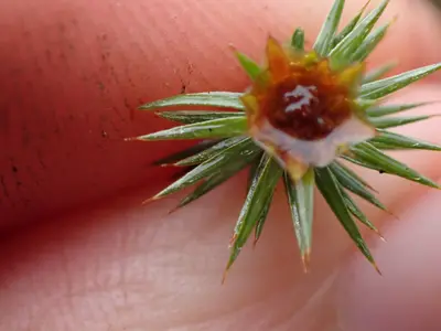 Polytrichum juniperinum 141771932