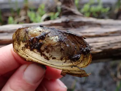 Anodonta kennerlyi 141773714