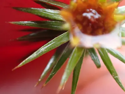 Polytrichum juniperinum 141771915