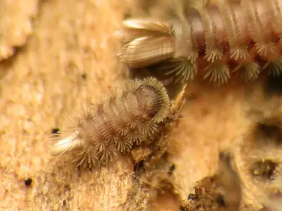 Bristly Millipede (36793671674)