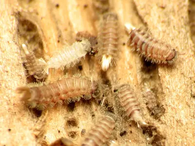 Bristly Millipede (37472667972)