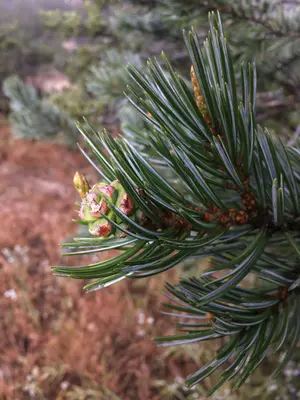 Pinus quadrifolia, Anza Borrego Desert, Riverside County, California 1