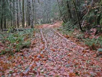Ohanapecosh Campground hiking