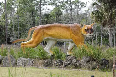 Florida Panther (Not Life Size) - panoramio