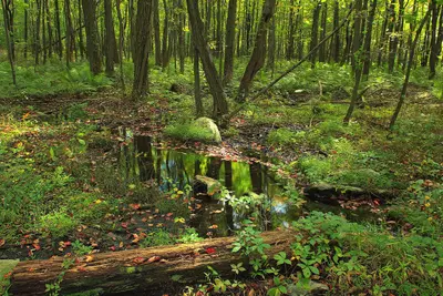 Short Hike (7) (9704390767)