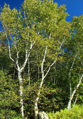 Short Hike (6) (9704317677)