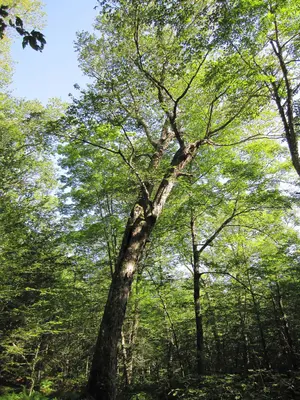 Betula alleghaniensis Yellow Birch
