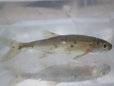 Redside shiner