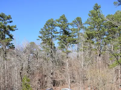 Pinus echinata beside the Little Missouri River in Ouachita National Forest, Arkansas 1